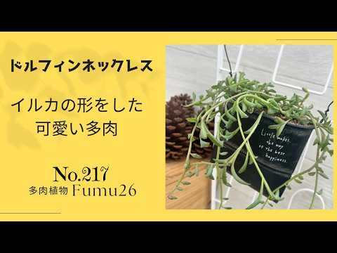 【多肉植物】ドルフィンネックレスを吊り下げ鉢へ植え替えます✨