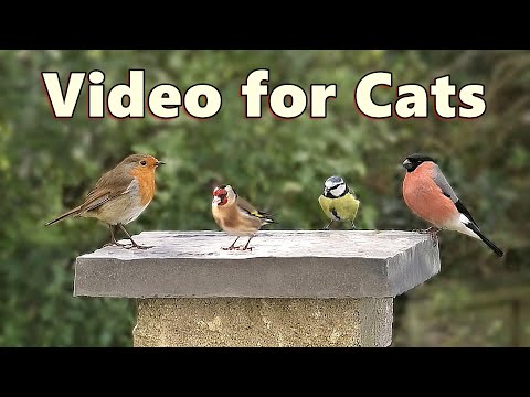 Birds Videos for Cats and Kittens to Watch Birds