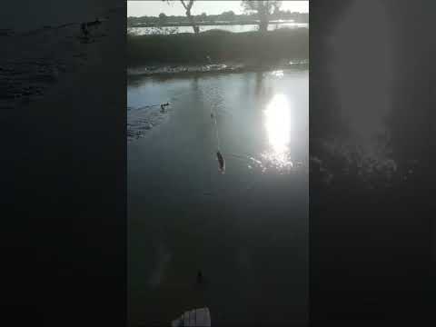 mancing liaran kalangayar sidoarjo // kali gisik