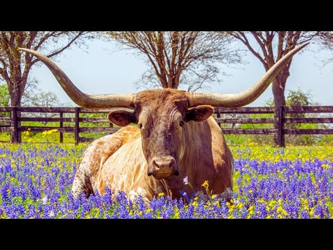 Happy Cow Breeds | Grazing Cow Video