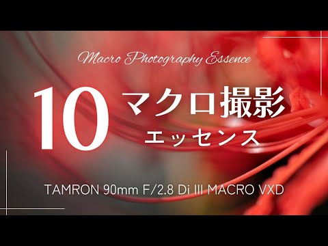 彼岸花 マクロ撮影 10のコツ！　TAMRON 90mm F/2.8 Di III MACRO VXD