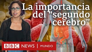 Por qué son tan importantes los microbios del intestino, al que llaman "segundo cerebro"