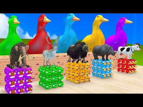 5 Giant Duck Cartoon,Cow,Elephant,Tiger,Lion,Dinosaur,Paint Wild Animals Crossing Fountain Animation