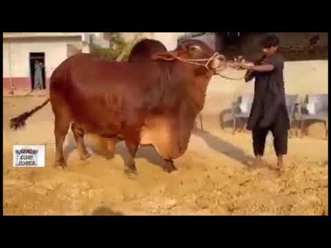 beautiful big cow tiktok