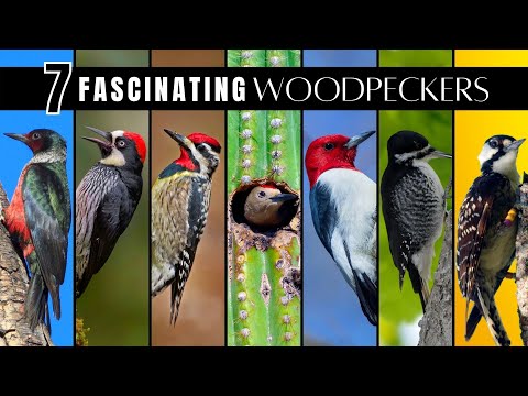 7 Fascinating & Unusual Woodpeckers of North America