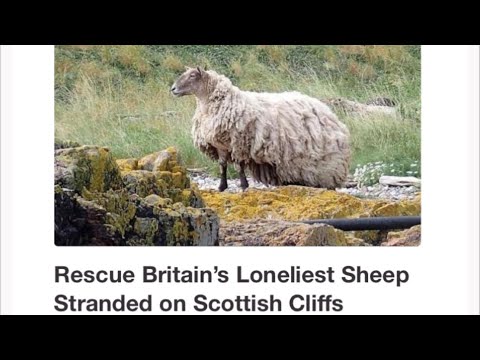 today we RESCUED the WORLDs most LONELY SHEEP 🙂