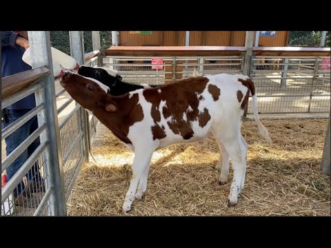 CUTEST BABY ANIMALS -  2 Baby Bull Calves Like Hay & Water but Love MILK More FARM LIFE FARM SOUNDS