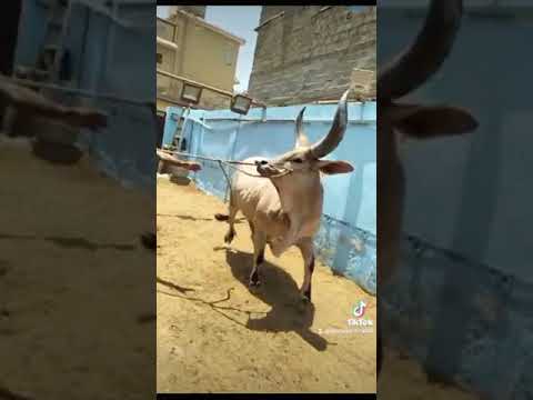 beautiful cow tiktok world