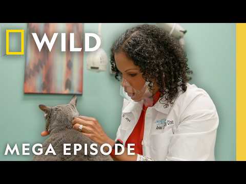 Pop Goes the Vet with Dr. Joya: Puppy Problems | MEGA EPISODE | Nat Geo Animals