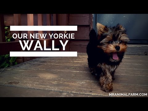 Our New Yorkie Wally