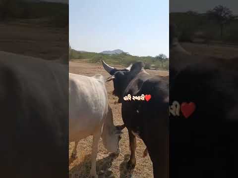 Kankrej Bull 🐂😘 Marwad Pawti