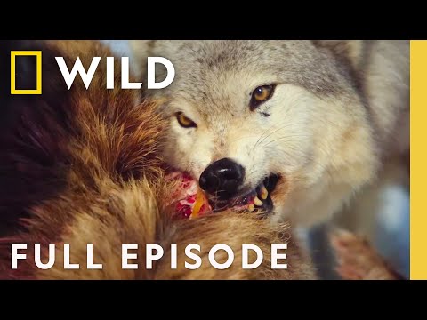 Wildlife Survival (Full Episode) | Wild Yellowstone | Nat Geo Animals