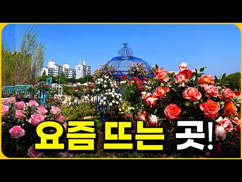 "1 million visitors in 5 days" A massive garden you can see in the heart of Seoul | Solo Travel