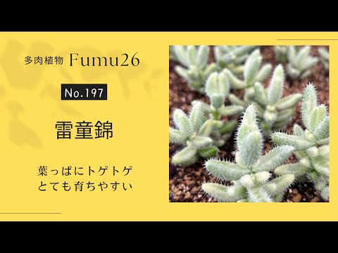 【多肉植物】雷童錦&琴爪菊の植え替えやりま〜す✨