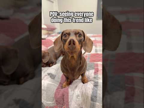 Mini DACHSHUND has GLOW UP! #minidachshund #puppy #funny #funnydog #cute #dachshund #dog #cutedog