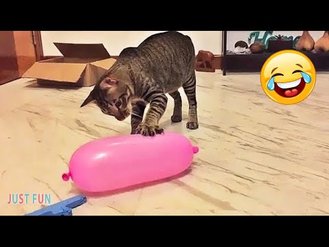 Super Funny Cats Videos - The Funniest DOG and Cats Compilation