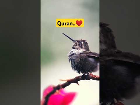 Quran Urdu translation | #quran #shorts #video #religion #islam #islamic #shotsfeed #reels