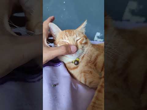 OYEN SI KUCING MALAS