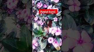 Ayatul kursi #ayatulkursi #islamichistorybangla #aytulkursi #yoytubeshorts #trendingshorts #shorts