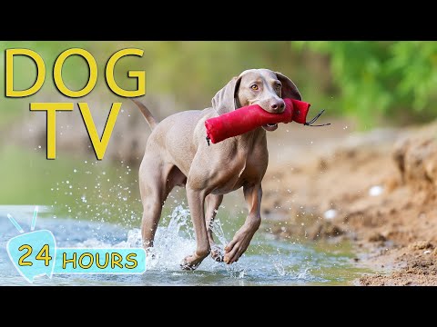 DOG TV: Videos to Prevent Boredom & Calm Anxiety for Dogs While Alone - Best Music Playlist for Dogs