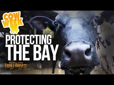 Panora Acres - Protecting the Bay | Cow Week