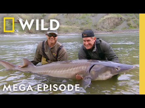 Dangerous Encounters: Face to Face with Death | MEGA EPISODE | Nat Geo Animals