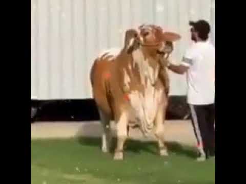 beautiful cow tiktok