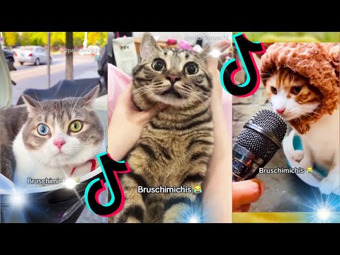 🤣 Mejores Videos de Gatos Bruschimichis | Compilación Divertida de Gatos Graciosos