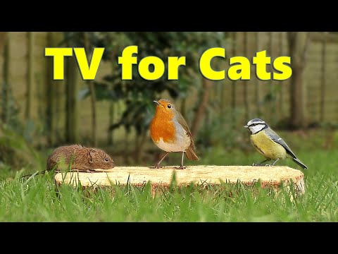 Cat TV ~ Videos for Cats to Watch Birds and Mice ⭐ 8 HOURS ⭐