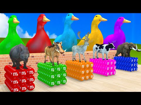 5 Giant Duck Cartoon,Cow,Elephant,Tiger,Lion,Dinosaur,Paint Wild Animals Crossing Fountain Animation