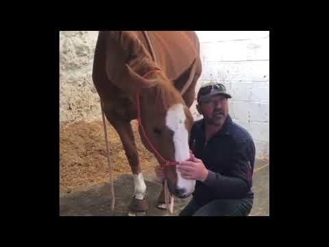 How to gain respect from your horse and not lose your temper!