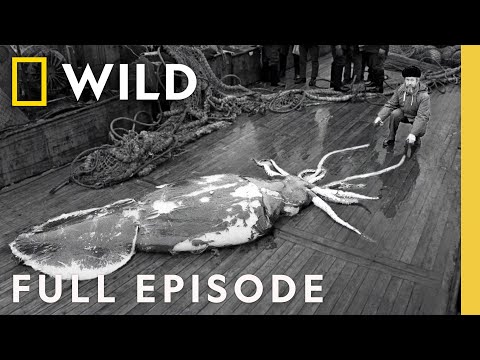 Hunt for the Giant Squid | SPECIAL | Nat Geo Animals