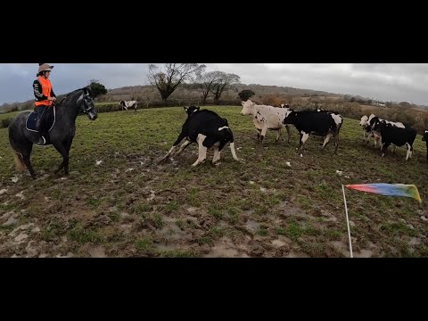 Horsemanship telescopic flag stops cows from hassling!