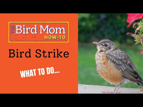 What to do if a Bird Strikes Your Window