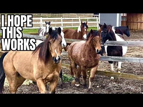 Our NEW HORSE Dodger Is FINALLY Meeting His Whole Herd!