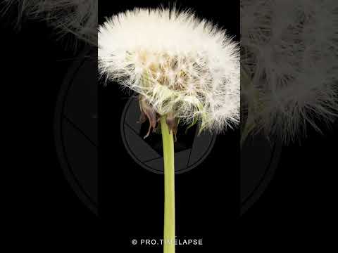 DANDELION Time Lapse #shorts