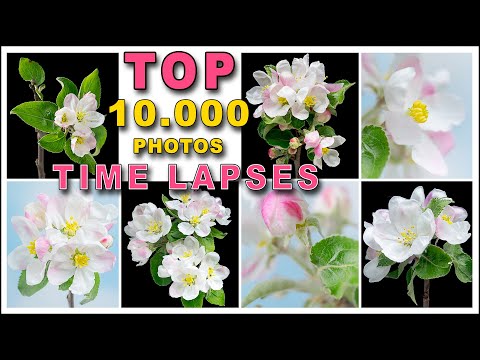 APPLE BLOSSOM Time Lapse COMPILATION