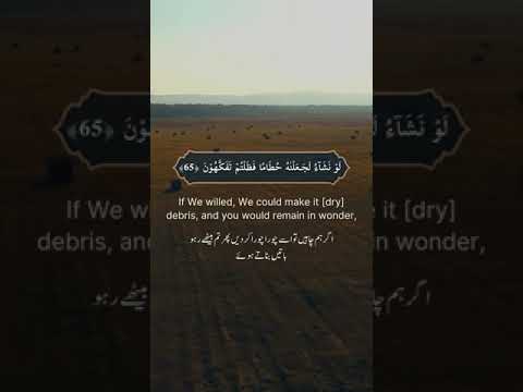 Surah Al Waqiah 63 - 67 | #holyquranforall#surahwaqiah #quran #relaxingquran #islamicvideo #viral