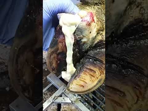 INTENSE PRESSURE RELIEF!!!   #hoof #hooftrimming #cow #satisfying