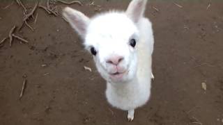 ❤ Cute and Adorable  Baby Alpacas ❤