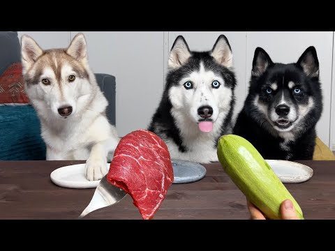 Husky Reaction to Vegetables and Meat! Dogs Tasting Food