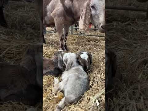 ⚠️ Warning: video contains extremely cute triplet #goatkids 🐐🫶🏽