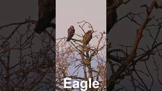 the eagle#eaglelife#eagles#birds #eaglelovers#wildlife#eaglenest #animals#eaglefly#wildeagle#nature