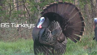 85 Turkeys in 8 Minutes - Turkey Hunting