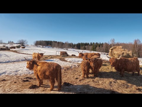 Highland Cattle Cows Timelapse 7th of April 2023