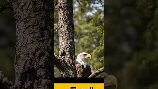 The eangle #eagleconservation #birds #eagledocumentary #eagle #eagleflight #eaglelife#wildlife#tree