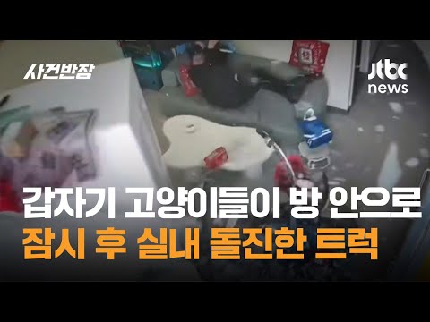 갑자기 고양이들이 방 안으로…잠시 후 실내 돌진한 트럭 #글로벌픽 / JTBC 사건반장