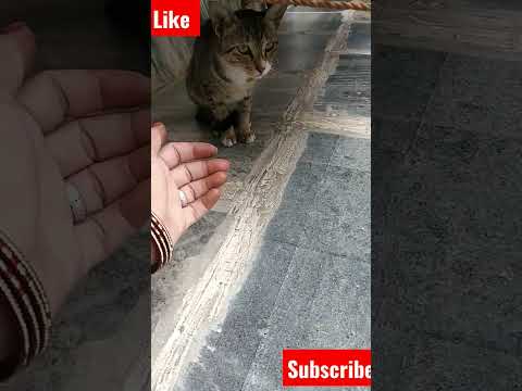 cat short video