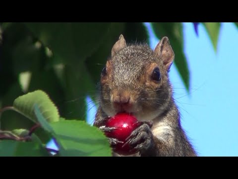 Squirrel Stealing Cherries - Close Up