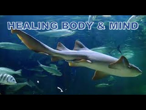 Healing Meditation Body & Mind